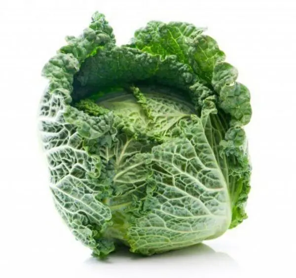 Cabbage Savoy