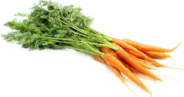 Carrots Bunched