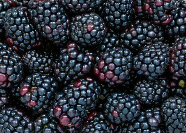 Blackberries