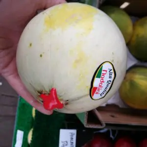 Honeymoon Melon