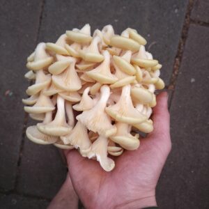 Mushrooms Yellow Oyster